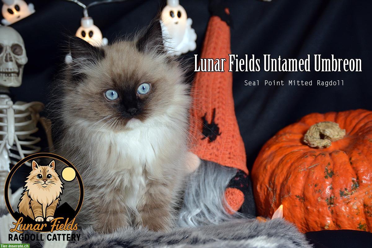 Bild 5: Ragdoll Kitten Seal Point mit Stammbaum