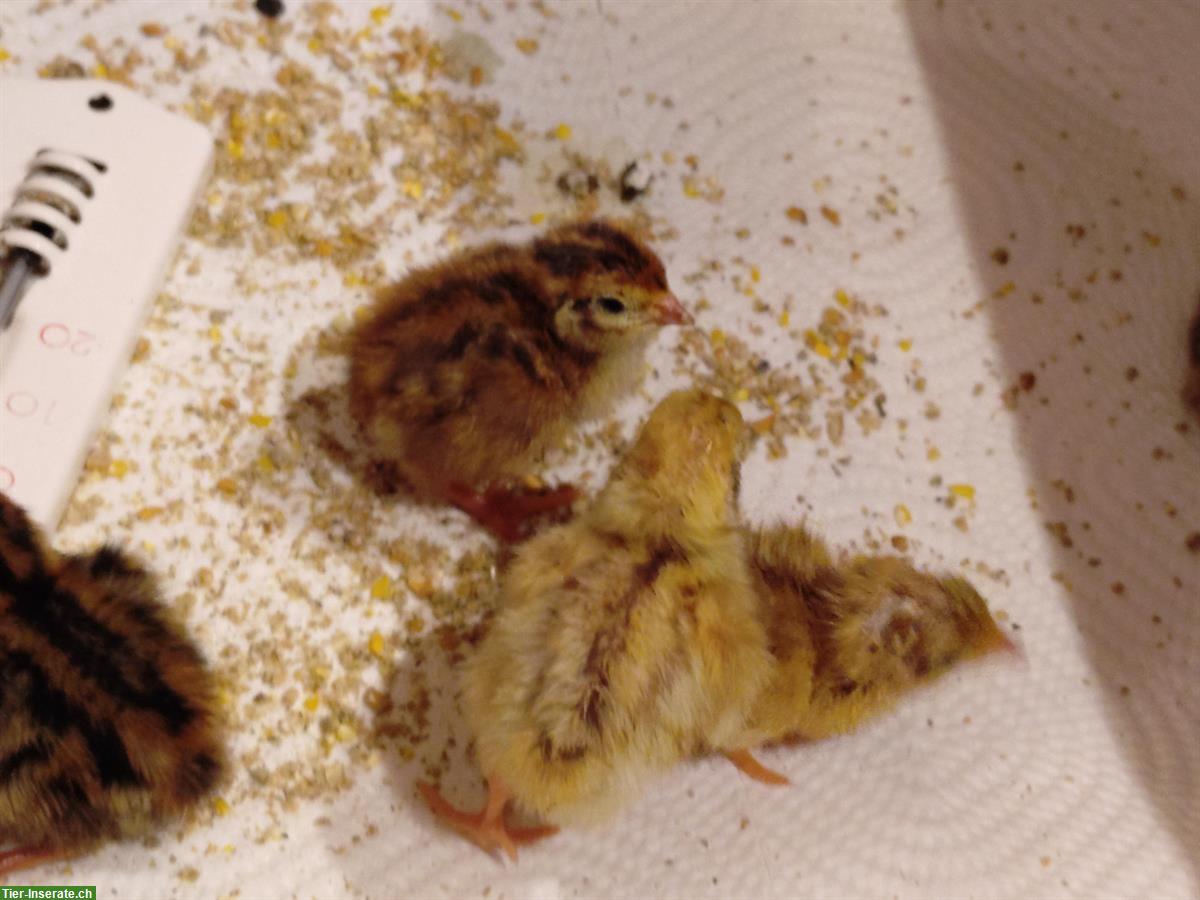 Wachtelküken (Legewachteln) zu vergeben
