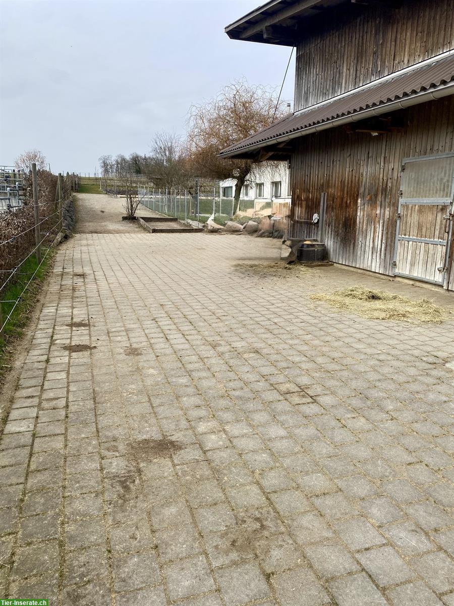 Bild 2: Freie Plätze in Offenstall in Hörhausen im Thurgau