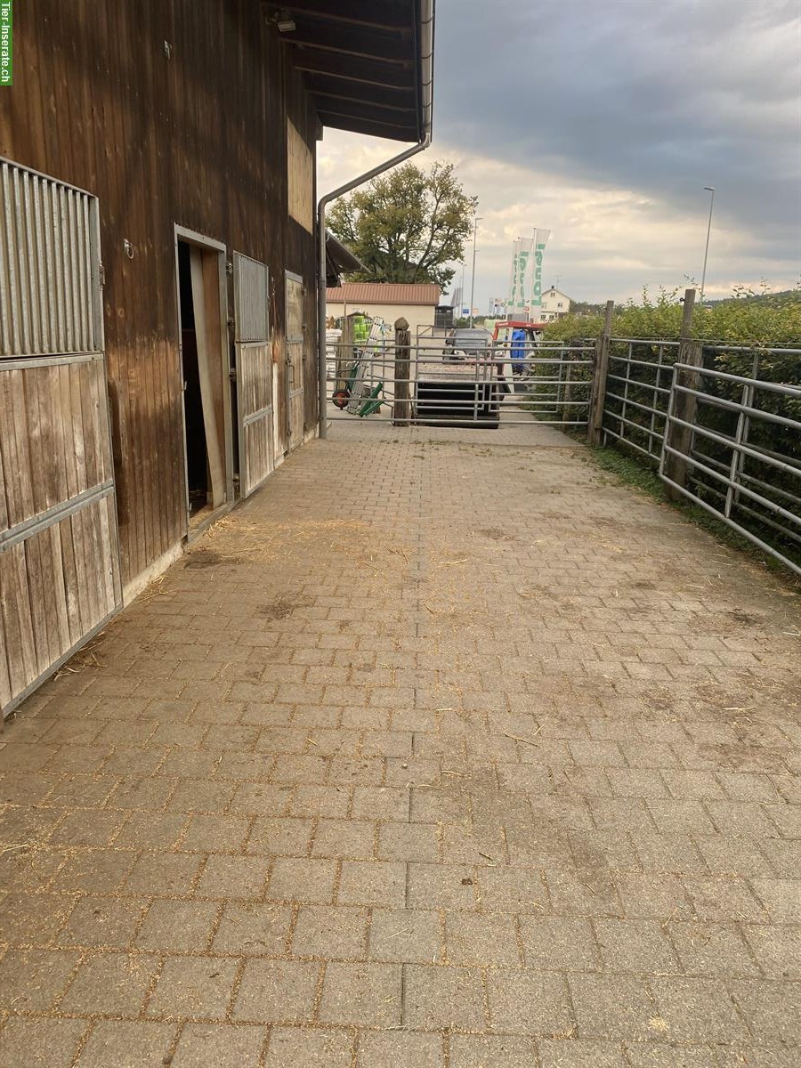 Bild 3: Freie Plätze in Offenstall in Hörhausen im Thurgau