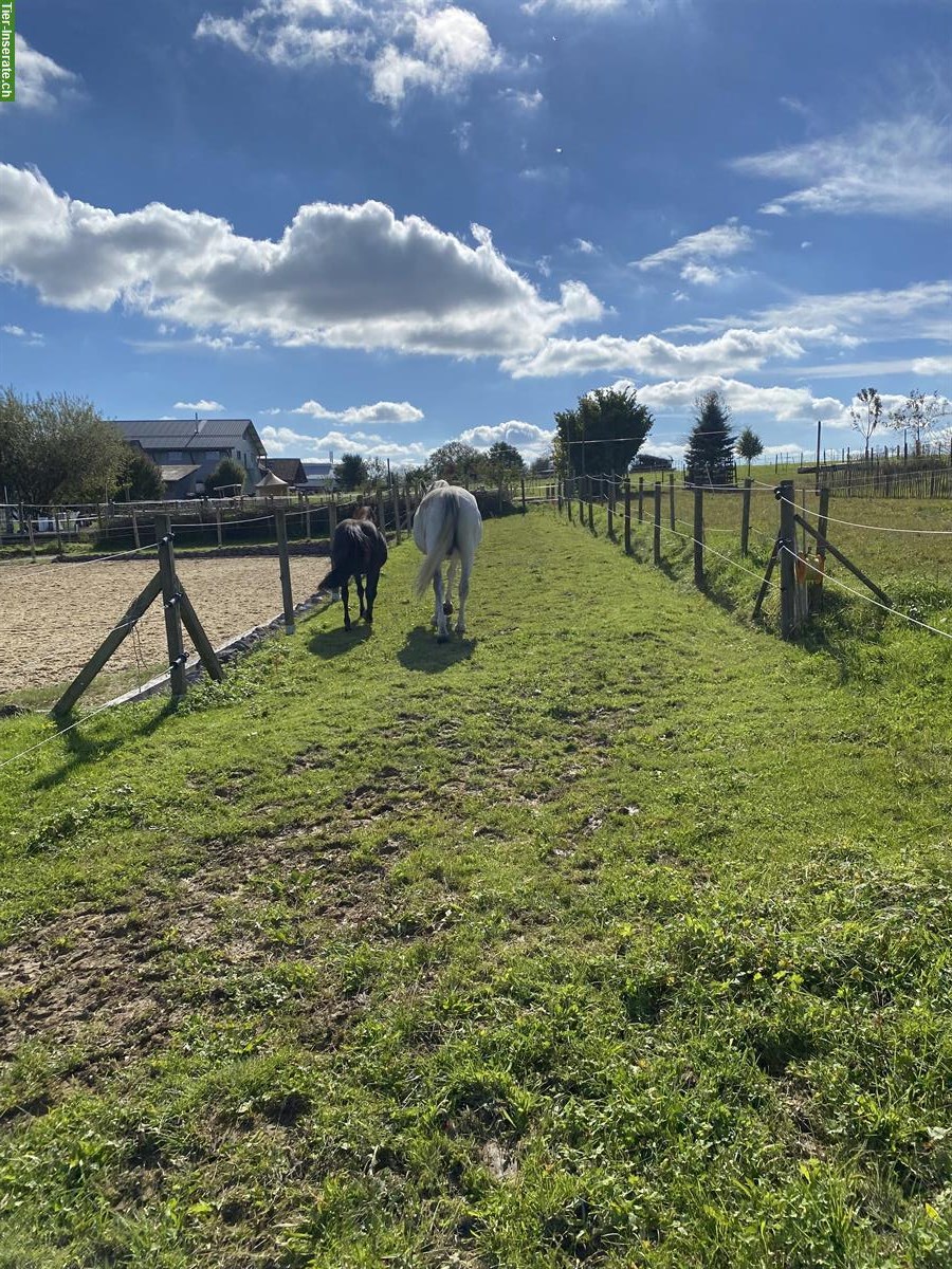 Bild 5: Freie Plätze in Offenstall in Hörhausen im Thurgau