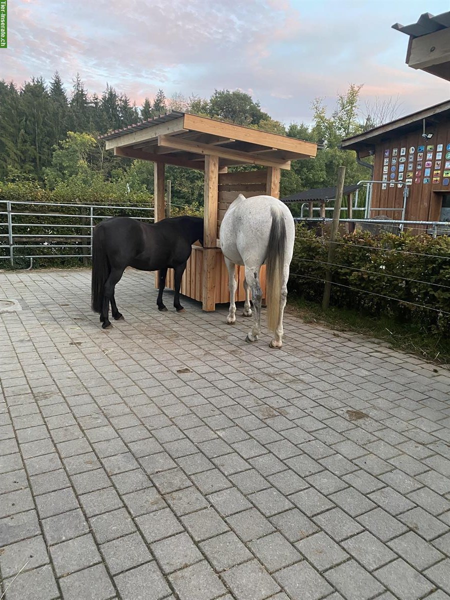 Bild 6: Freie Plätze in Offenstall in Hörhausen im Thurgau
