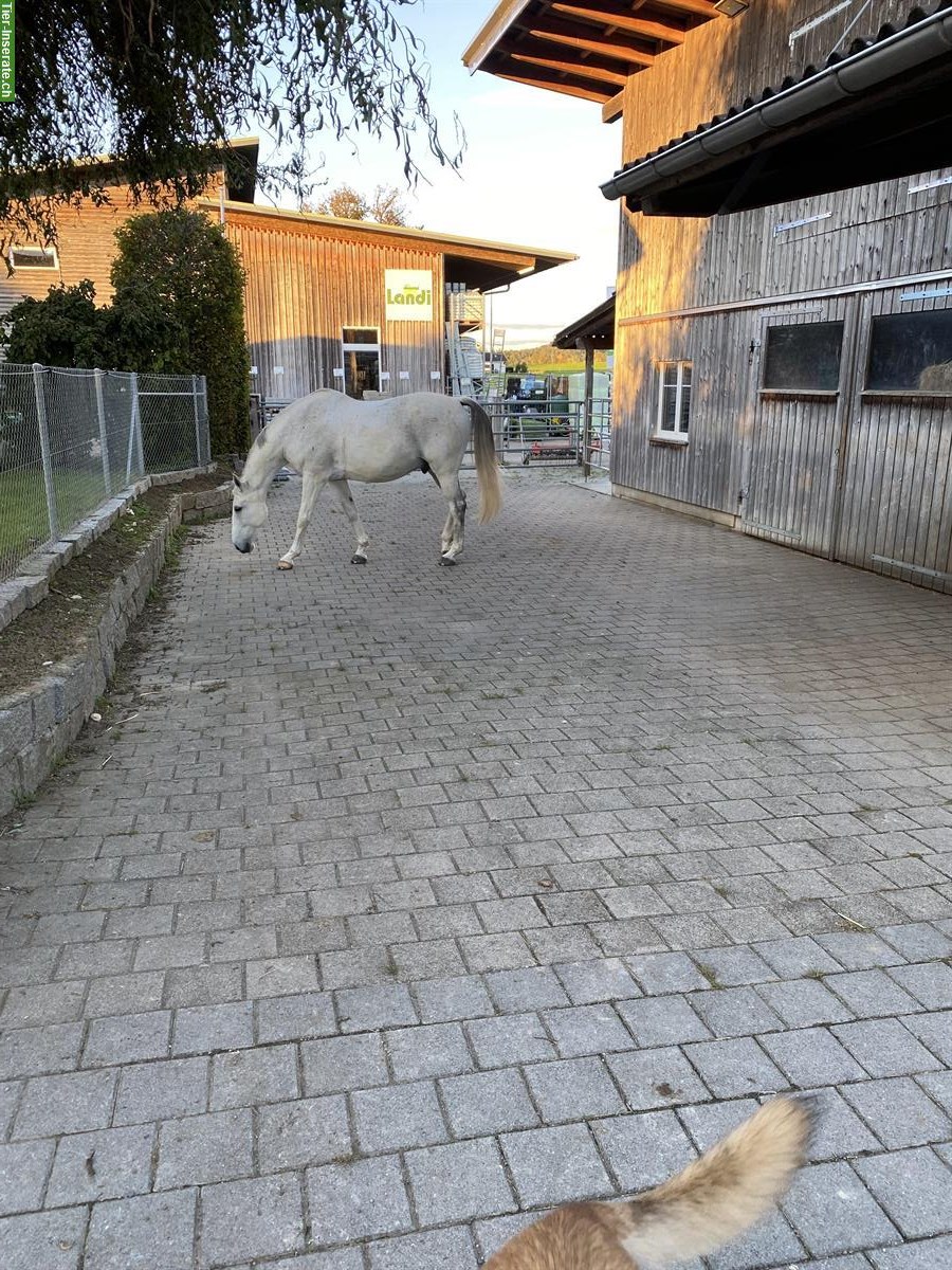 Bild 7: Freie Plätze in Offenstall in Hörhausen im Thurgau