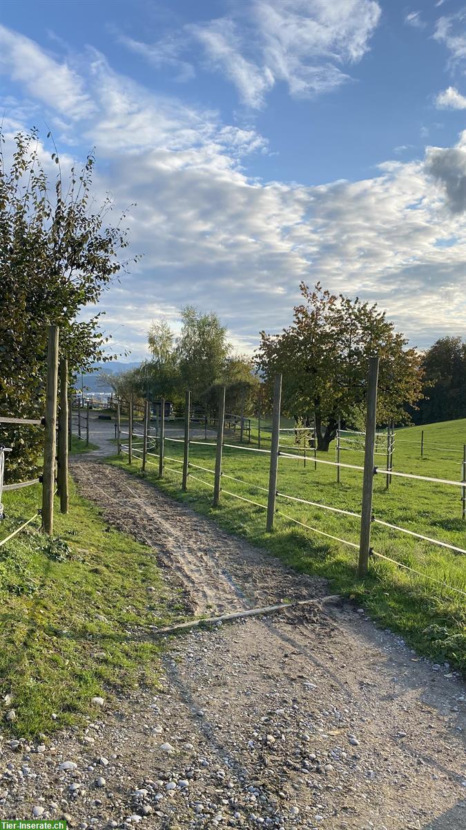 Bild 6: Offenstall an Selbstversorger zu vermieten, Rossrüti SG