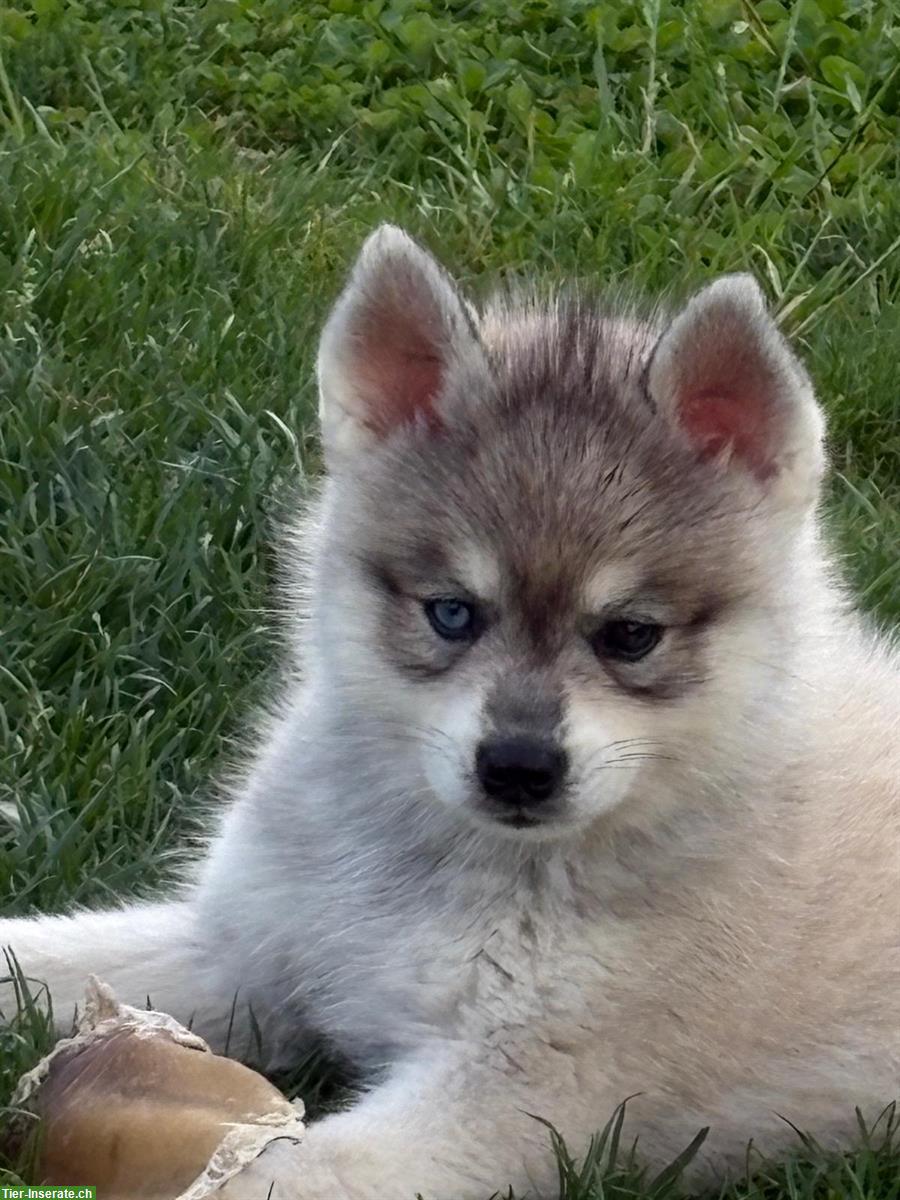 Alaskan Klee Kai Rüde, 5 Monate - seltene Schönheit...