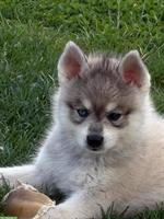 Alaskan Klee Kai Rüde, 5 Monate - seltene Schönheit...