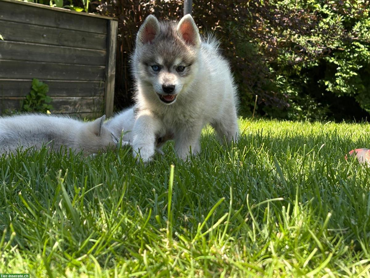 Bild 2: Alaskan Klee Kai Rüde, 5 Monate - seltene Schönheit...
