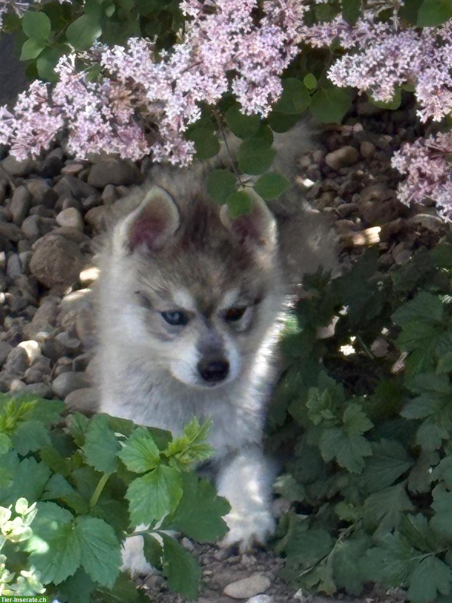 Bild 3: Alaskan Klee Kai Rüde, 5 Monate - seltene Schönheit...