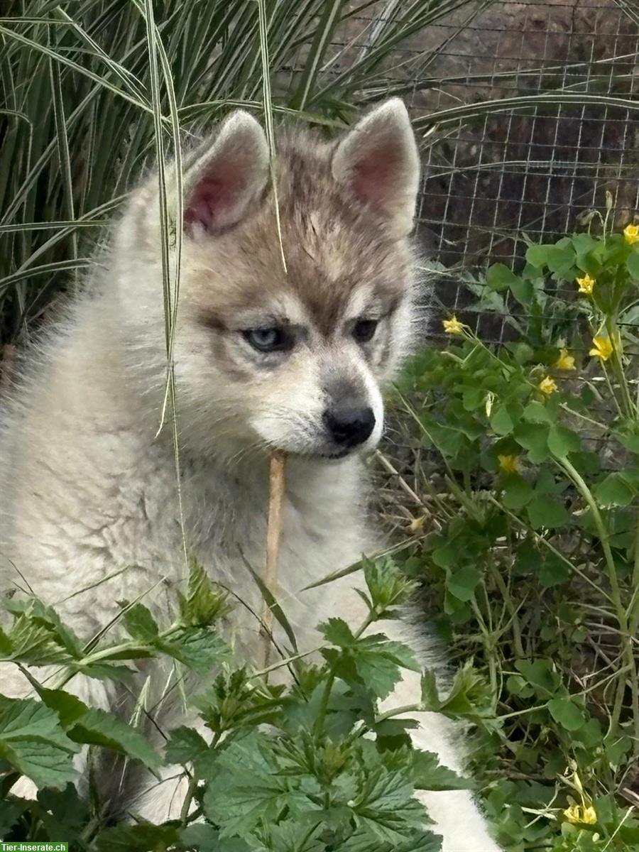 Bild 4: Alaskan Klee Kai Rüde, 5 Monate - seltene Schönheit...