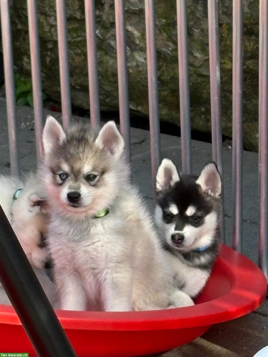 Bild 5: Alaskan Klee Kai Rüde, 5 Monate - seltene Schönheit...