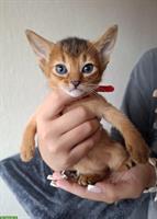 Entzückende, reinrassige Abessinier Kitten zu verkaufen