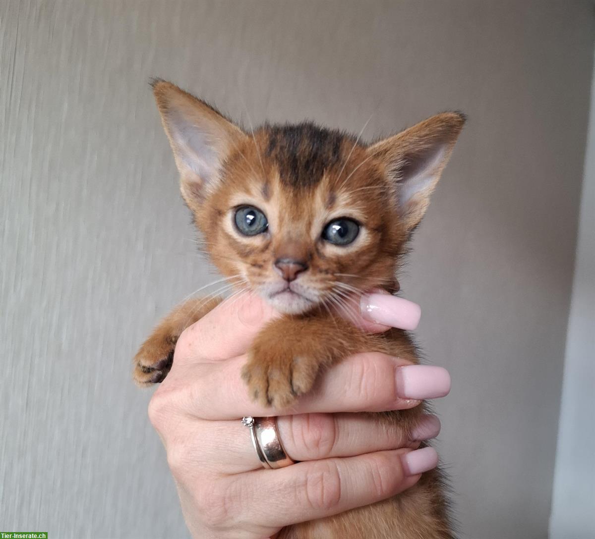 Bild 2: Entzückende, reinrassige Abessinier Kitten zu verkaufen