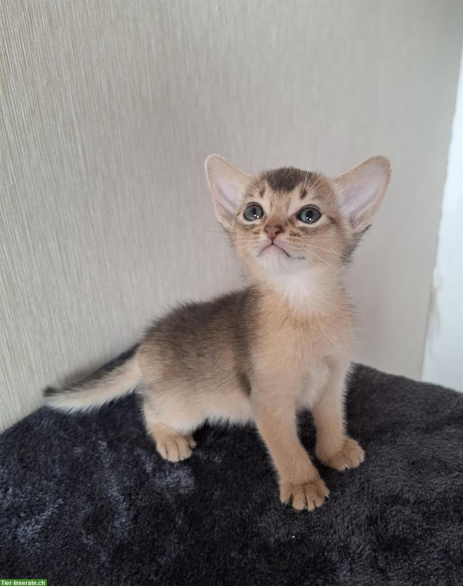 Bild 3: Entzückende, reinrassige Abessinier Kitten zu verkaufen