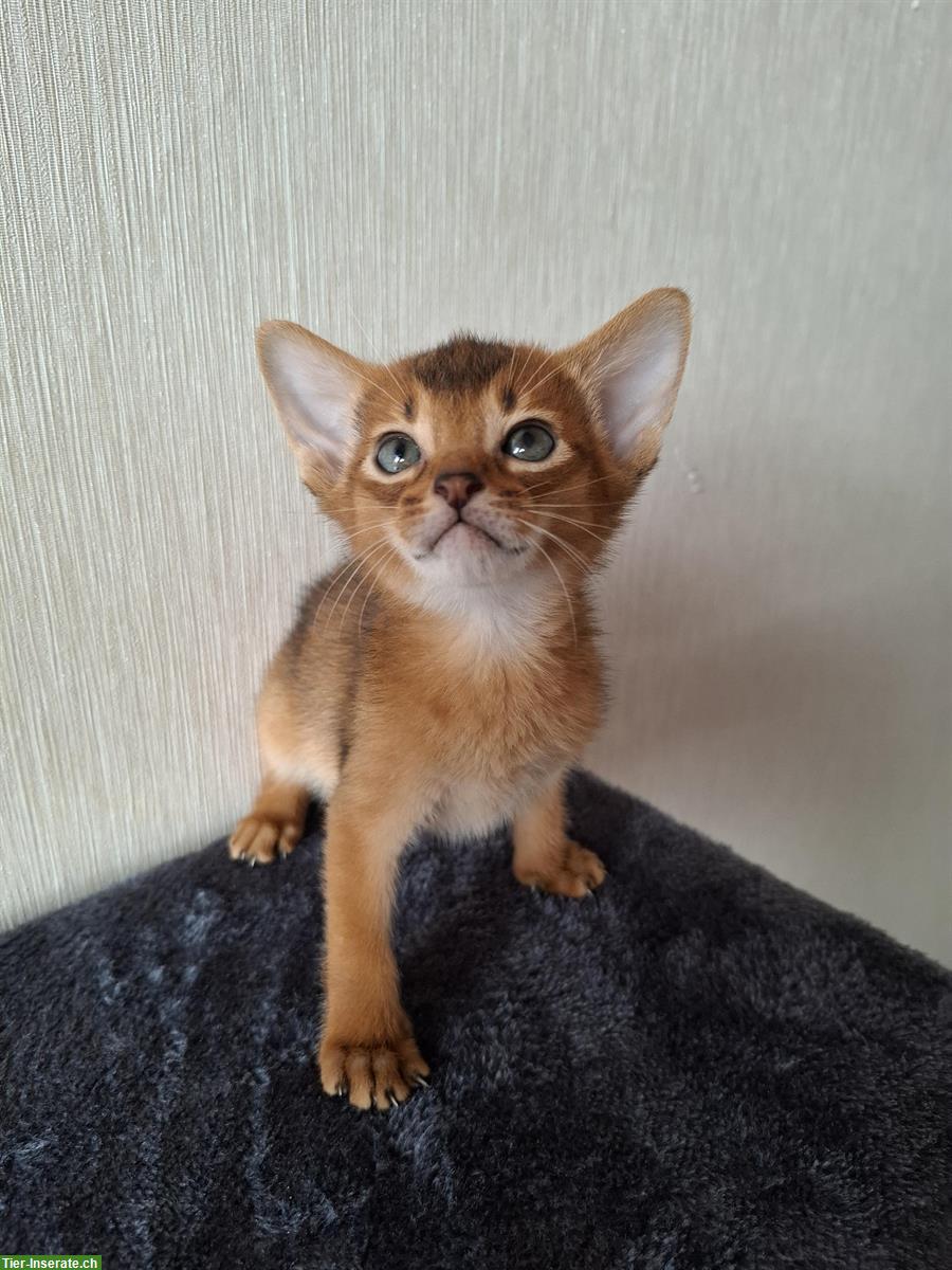Bild 4: Entzückende, reinrassige Abessinier Kitten zu verkaufen