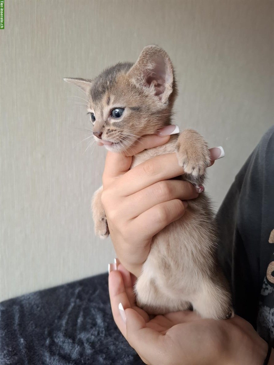 Bild 5: Entzückende, reinrassige Abessinier Kitten zu verkaufen
