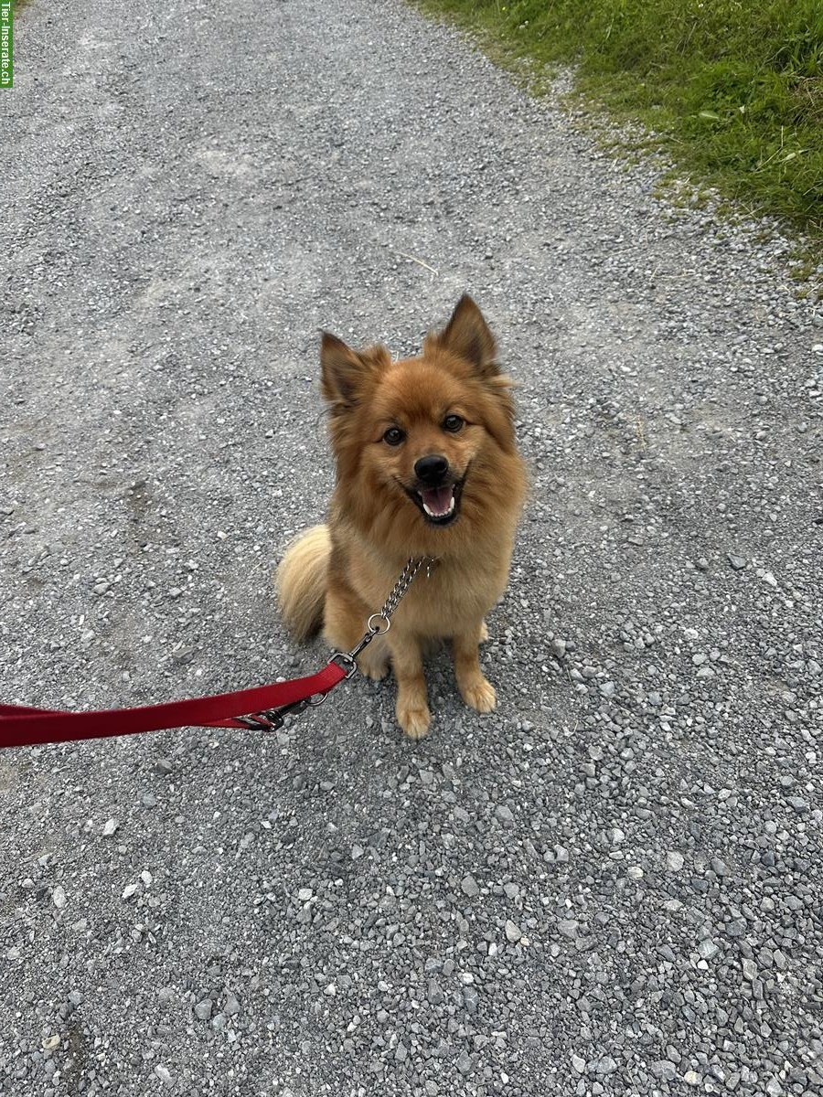 Freundlicher, sehr aktiver Hund sucht neues Zuhause