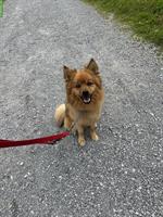 Freundlicher, sehr aktiver Hund sucht neues Zuhause