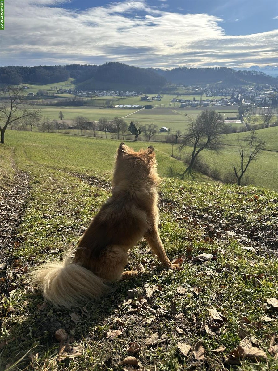 Bild 2: Freundlicher, sehr aktiver Hund sucht neues Zuhause