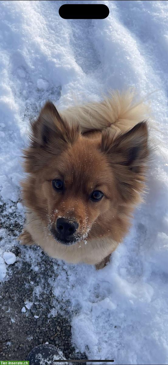 Bild 3: Freundlicher, sehr aktiver Hund sucht neues Zuhause