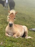 Haflinger Fohlen putzen, Rifferswil ZH