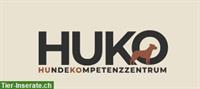 Freie Plätze in Hundetagesstätte in St. Gallen