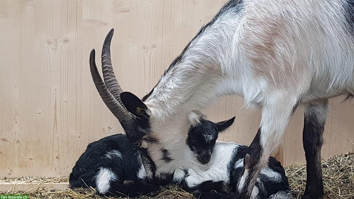 Bild 8: Reinrassige Pfauenziege, 4-jährig zu verkaufen