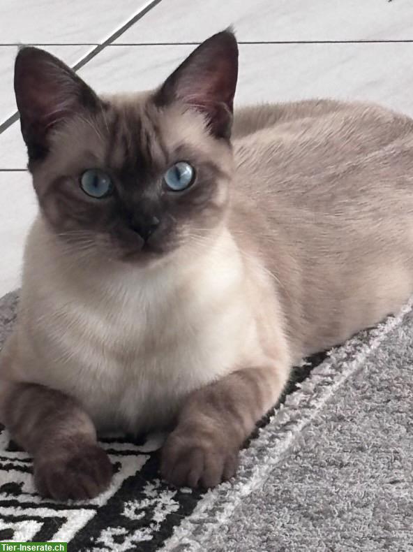 Britisch Kurzhaar mix mit Siam, 1-jährige Katzen Geschwister