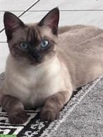 Britisch Kurzhaar mix mit Siam, 1-jährige Katzen Geschwister