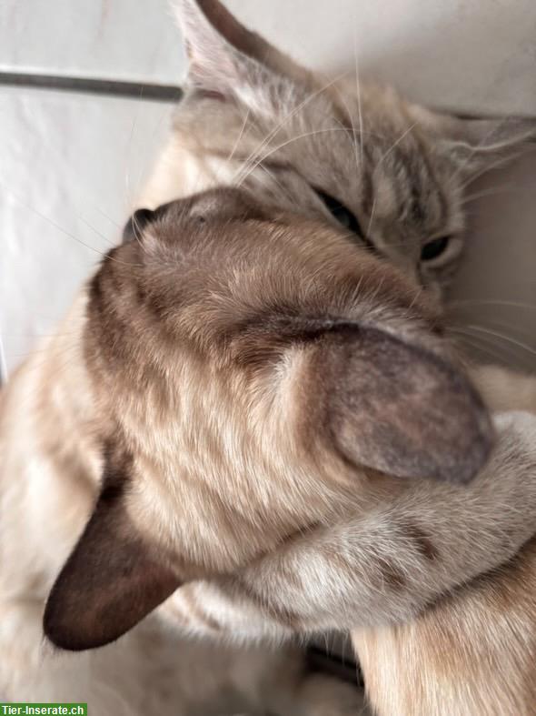 Bild 3: Britisch Kurzhaar mix mit Siam, 1-jährige Katzen Geschwister