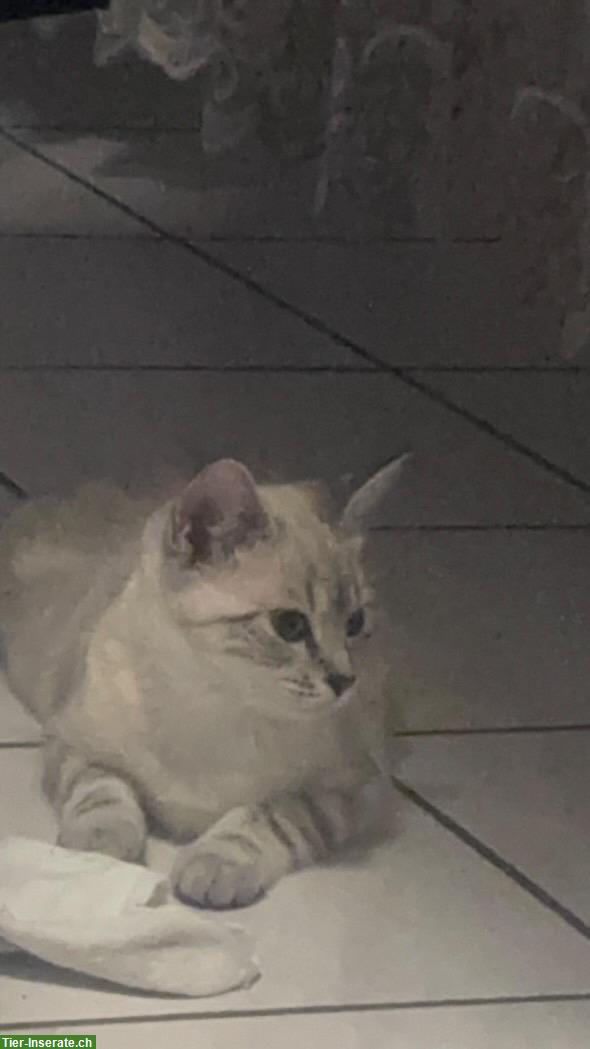 Bild 4: Britisch Kurzhaar mix mit Siam, 1-jährige Katzen Geschwister