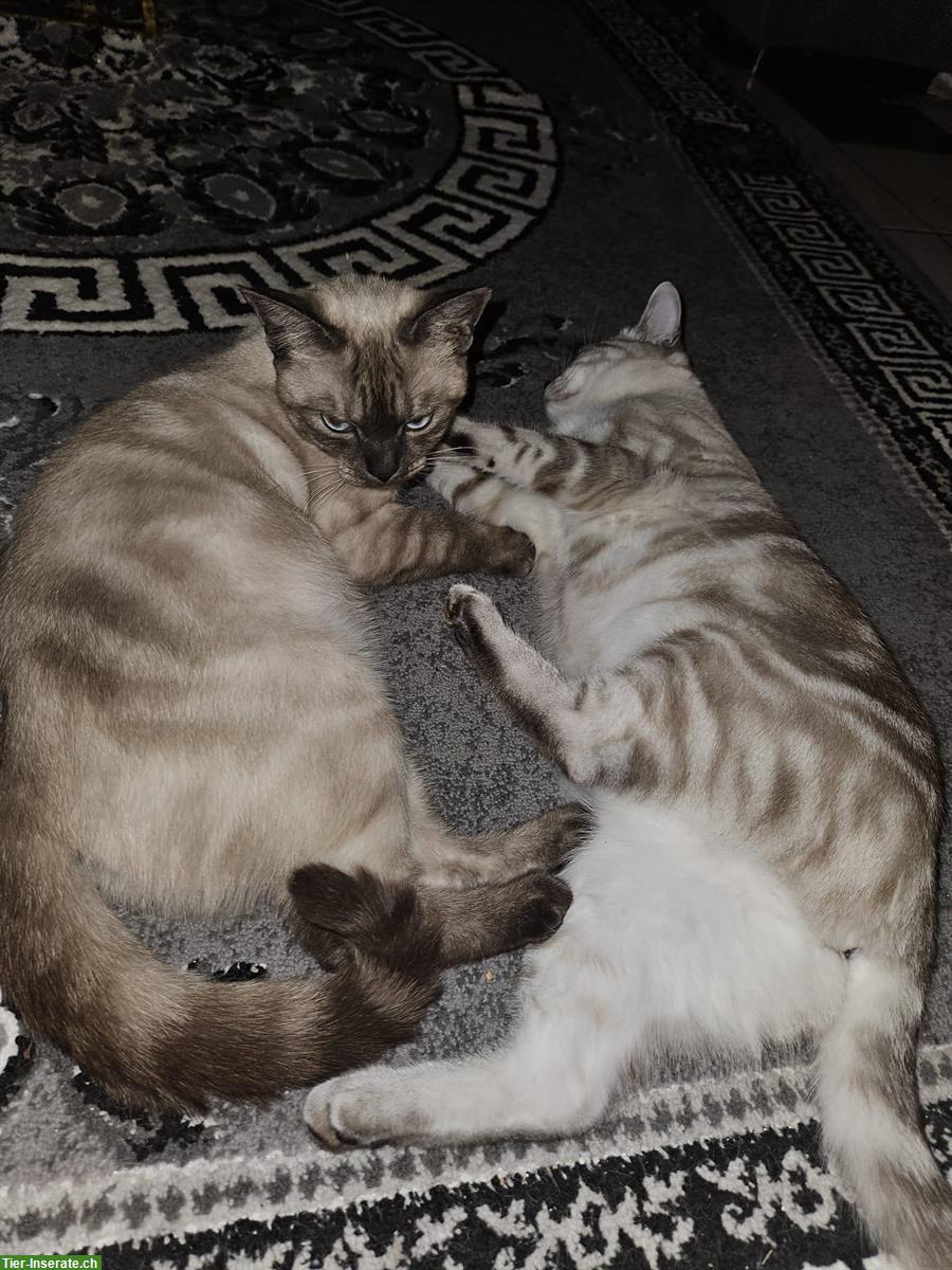 Bild 5: Britisch Kurzhaar mix mit Siam, 1-jährige Katzen Geschwister