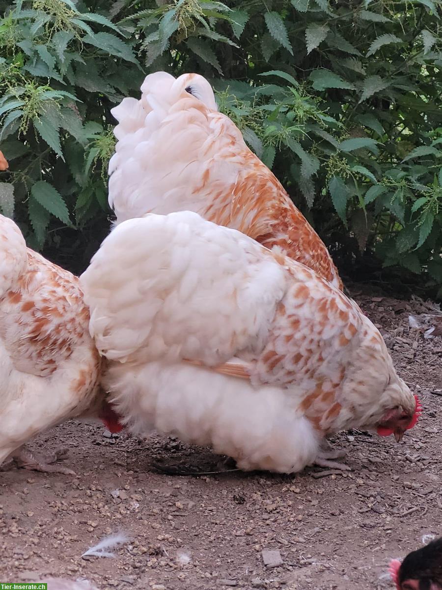 Bild 2: Orpington Bruteier, grosse Rasse und ein paar Küken