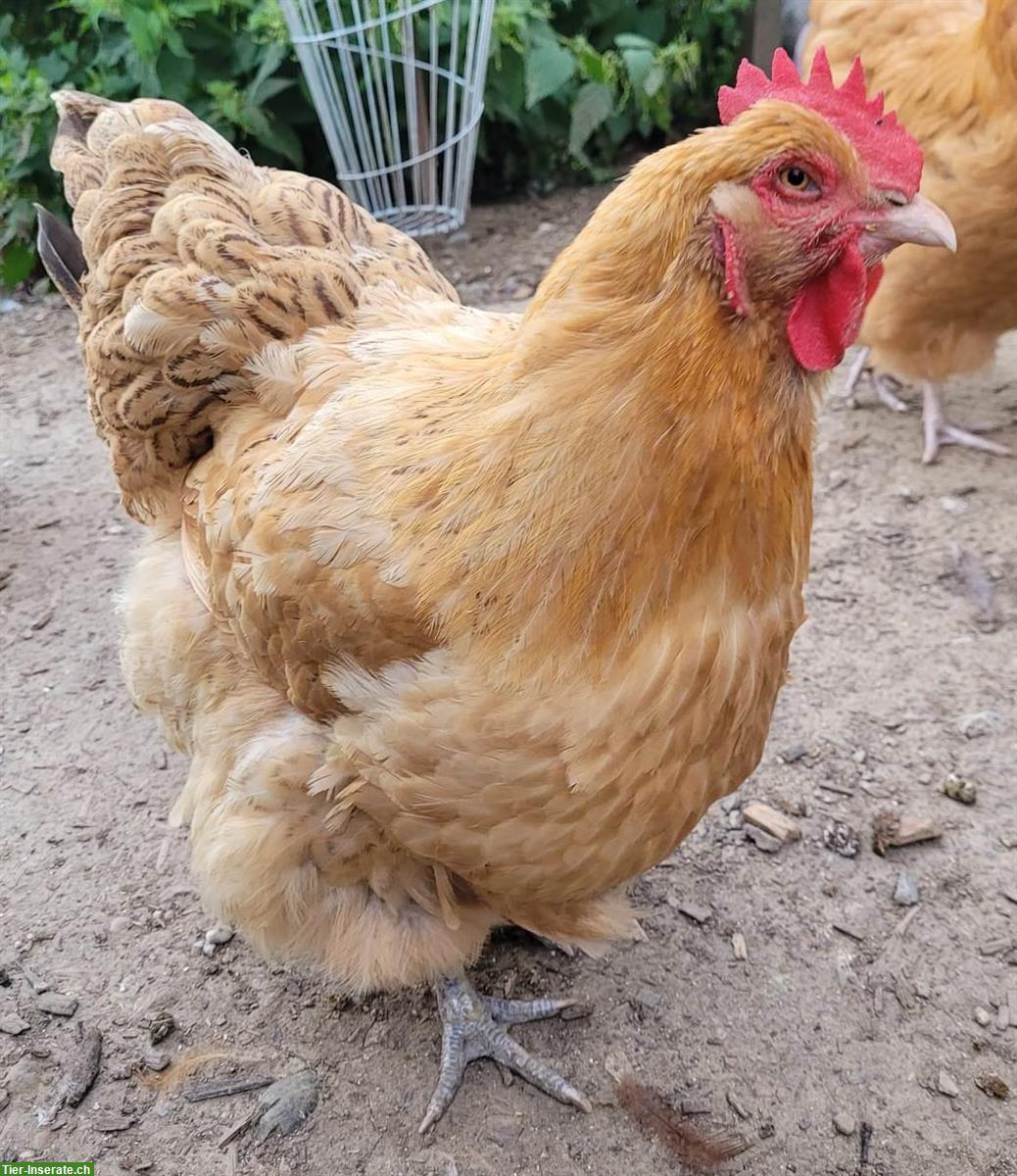 Bild 3: Orpington Bruteier, grosse Rasse und ein paar Küken