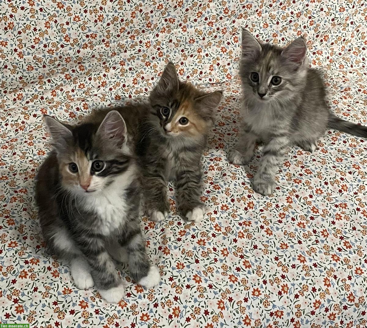 Norwegische Waldkatzen Kitten reinrassig mit Stammbaum