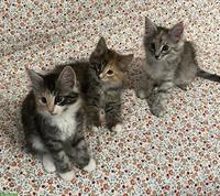 Norwegische Waldkatzen Kitten reinrassig mit Stammbaum