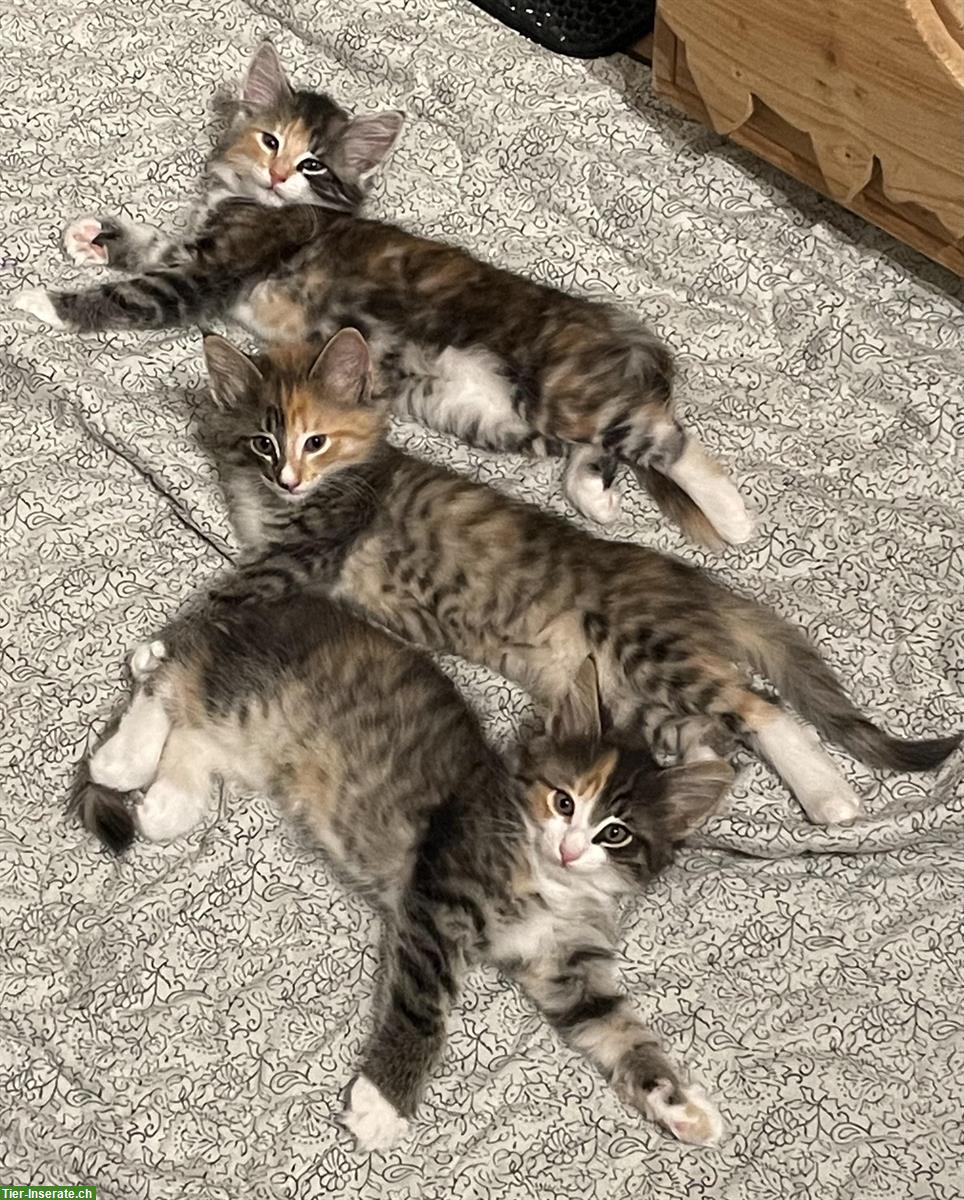 Bild 2: Norwegische Waldkatzen Kitten reinrassig mit Stammbaum