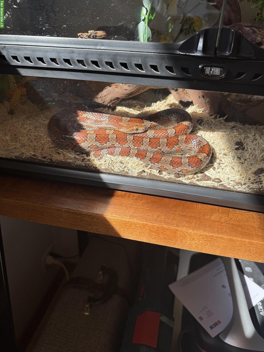 Kornnatter Bobby sucht mit Terrarium ein neues Zuhause