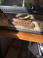 Kornnatter Bobby sucht mit Terrarium ein neues Zuhause