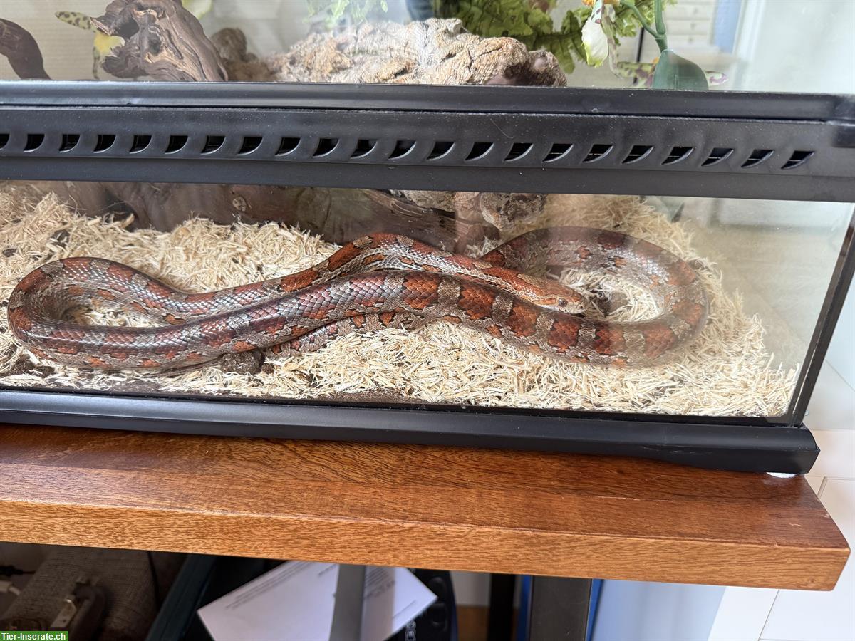 Bild 2: Kornnatter Bobby sucht mit Terrarium ein neues Zuhause