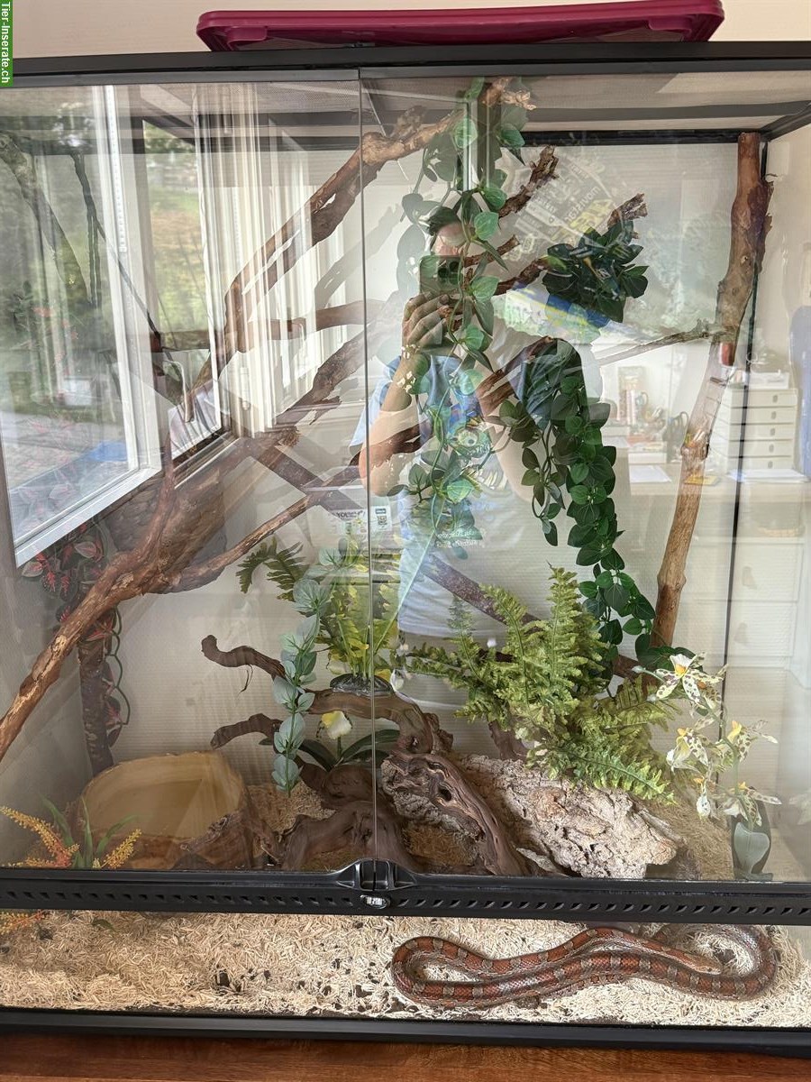 Bild 3: Kornnatter Bobby sucht mit Terrarium ein neues Zuhause