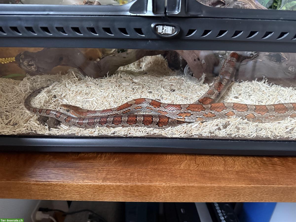 Bild 4: Kornnatter Bobby sucht mit Terrarium ein neues Zuhause