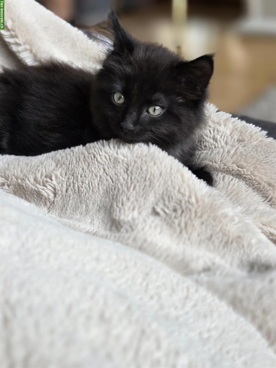 Maine Coon Mix Kitten, weiblich abzugeben