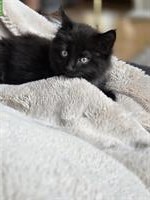 Maine Coon Mix Kitten, weiblich abzugeben