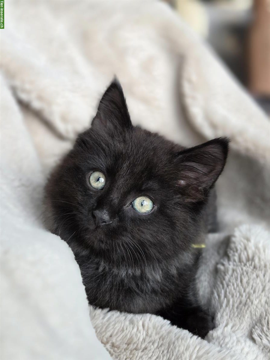 Bild 2: Maine Coon Mix Kitten, weiblich abzugeben