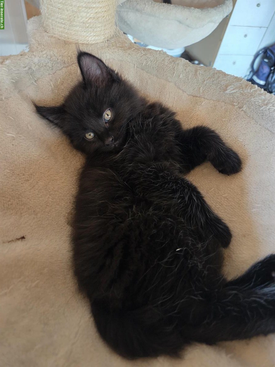 Bild 3: Maine Coon Mix Kitten, weiblich abzugeben
