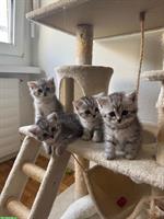 BLH / BKH Kitten suchen ein liebes Zuhause