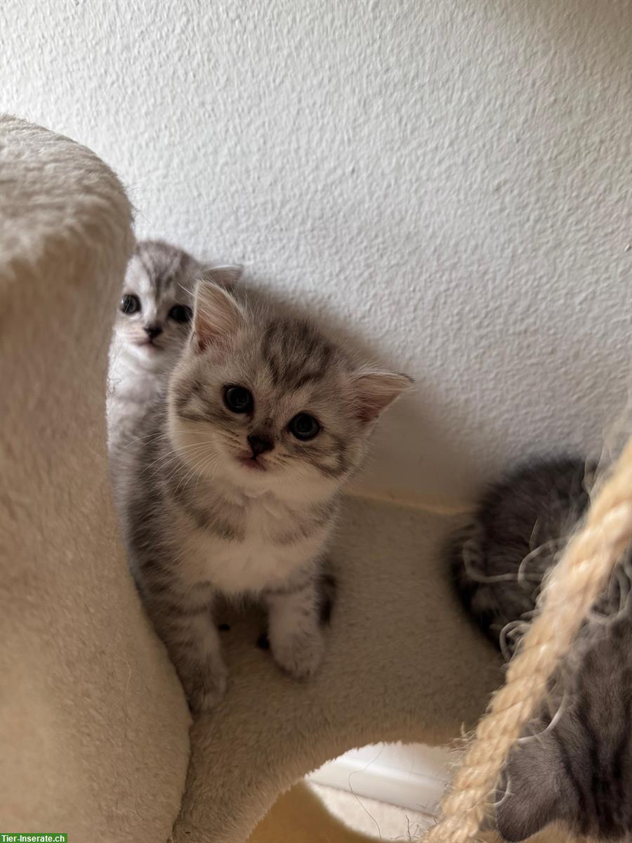Bild 2: BLH / BKH Kitten suchen ein liebes Zuhause