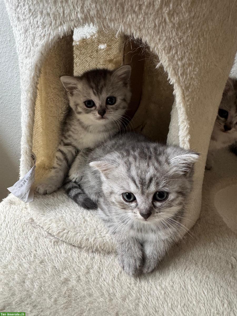 Bild 3: BLH / BKH Kitten suchen ein liebes Zuhause