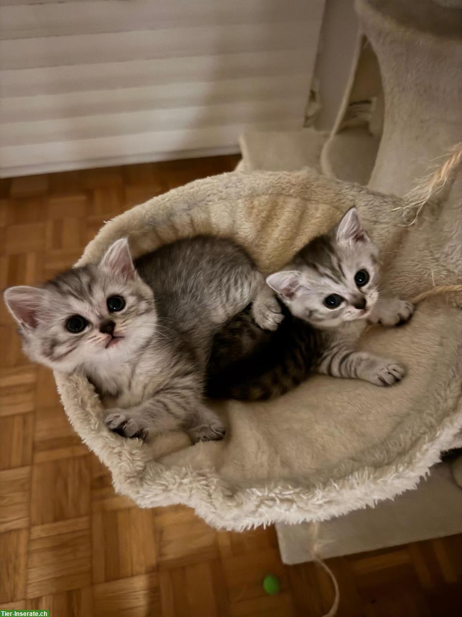 Bild 4: BLH / BKH Kitten suchen ein liebes Zuhause