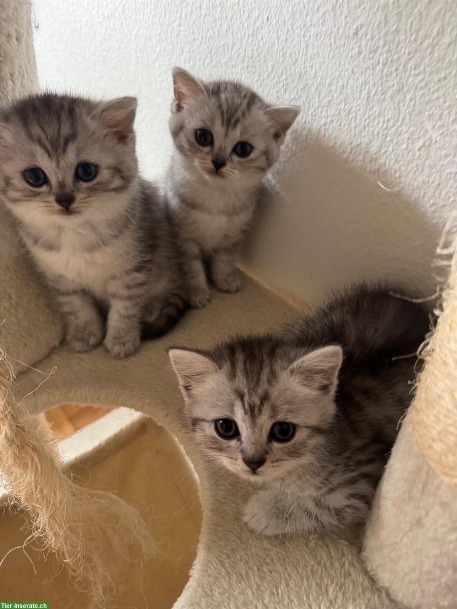 Bild 5: BLH / BKH Kitten suchen ein liebes Zuhause